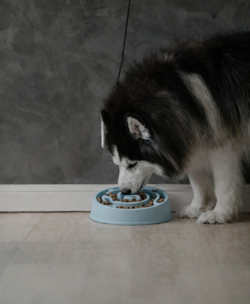 Gamelle anti-glouton