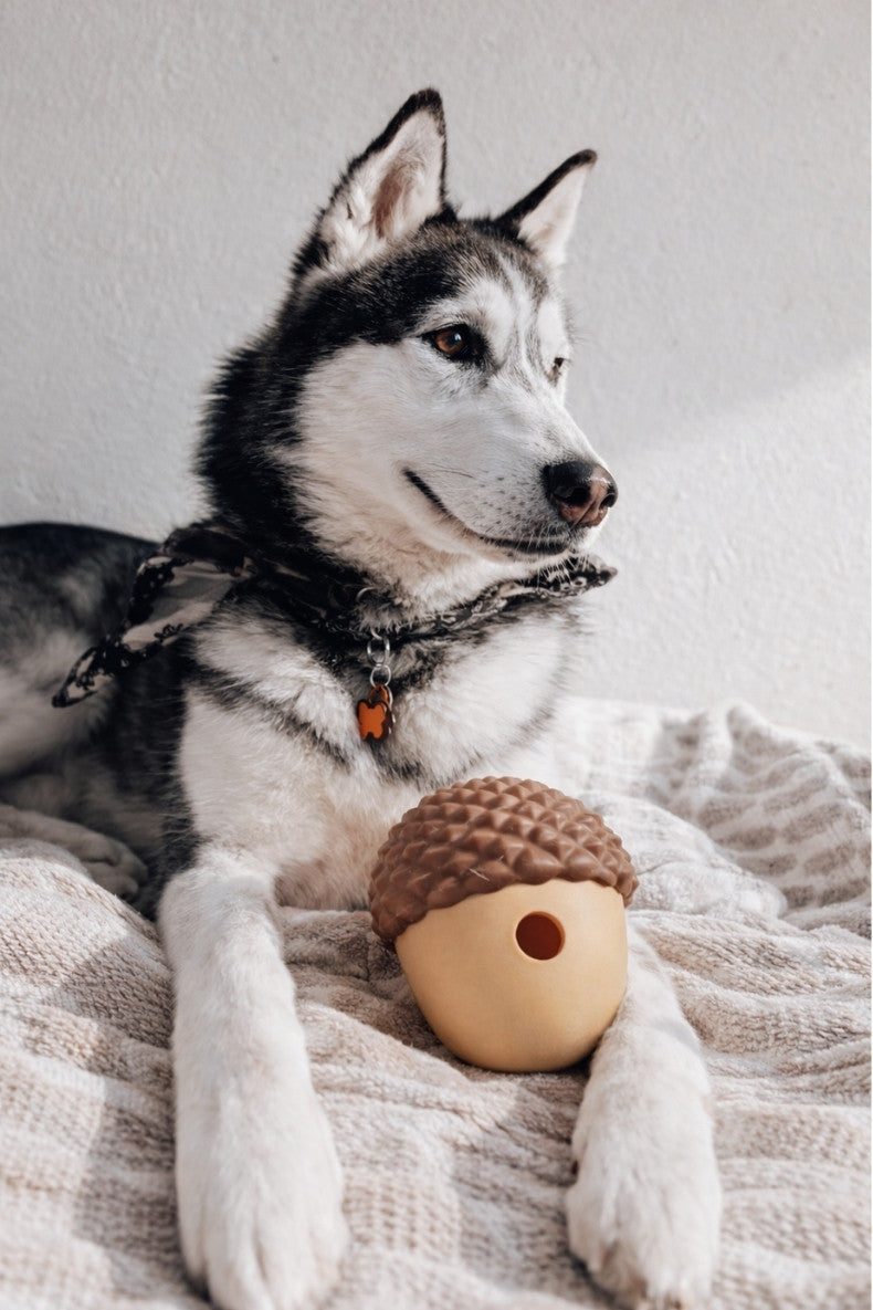 Collection Canidoo : distributeurs de croquettes interactifs pour chien