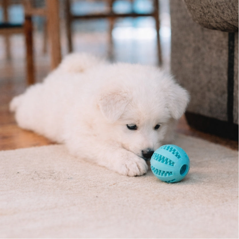 Collection Canidoo : jeux de mastication pour occupation longue