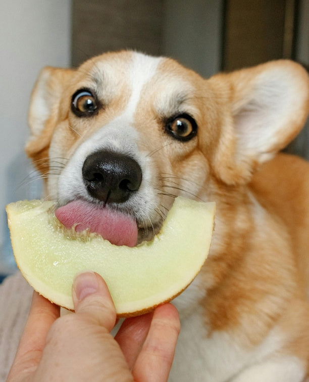 Collection Canidoo : jeux d’occupation pour chiens gloutons